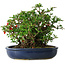 Chaenomeles speciosa, 21 cm, ± 30 Jahre alt