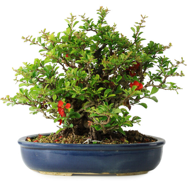 Chaenomeles speciosa, 21 cm, ± 30 ans