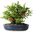 Chaenomeles speciosa, 21 cm, ± 30 años