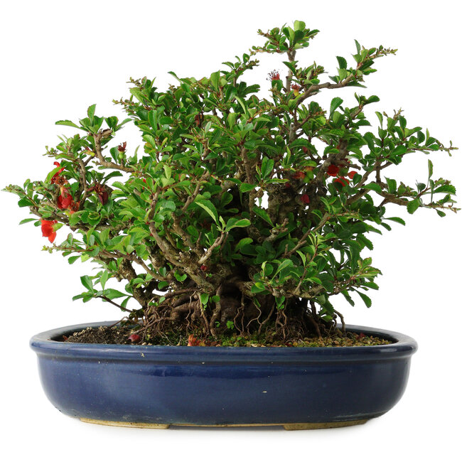 Chaenomeles speciosa, 21 cm, ± 30 años