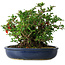 Chaenomeles speciosa, 21 cm, ± 30 Jahre alt