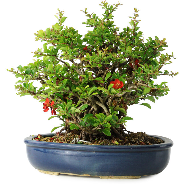 Chaenomeles speciosa, 21 cm, ± 30 ans
