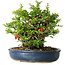 Chaenomeles speciosa, 21 cm, ± 30 años