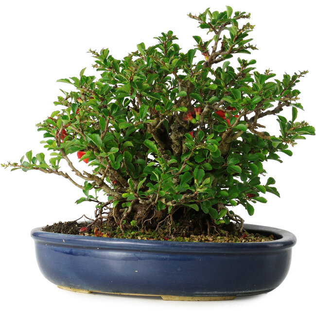 Chaenomeles speciosa, 21 cm, ± 30 years old