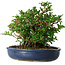 Chaenomeles speciosa, 21 cm, ± 30 Jahre alt
