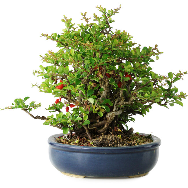 Chaenomeles speciosa, 21 cm, ± 30 ans