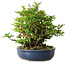 Chaenomeles speciosa, 21 cm, ± 30 Jahre alt