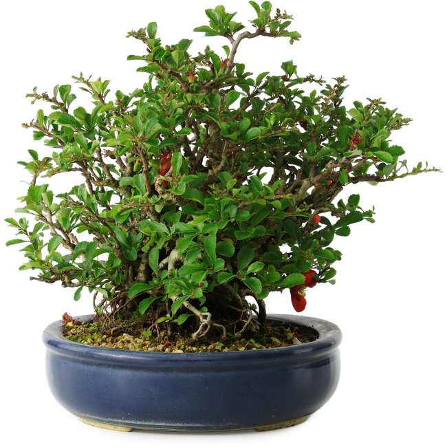 Chaenomeles speciosa, 21 cm, ± 30 years old