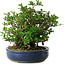 Chaenomeles speciosa, 21 cm, ± 30 Jahre alt