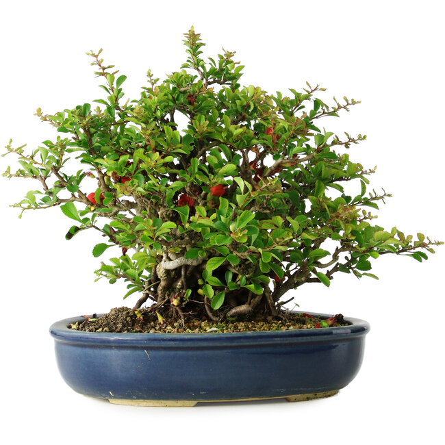 Chaenomeles speciosa, 21 cm, ± 30 jaar oud