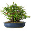 Chaenomeles speciosa, 21 cm, ± 30 años