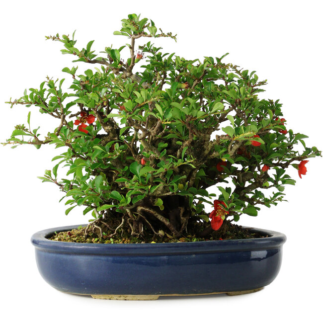 Chaenomeles speciosa, 21 cm, ± 30 years old