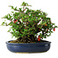 Chaenomeles speciosa, 21 cm, ± 30 anni