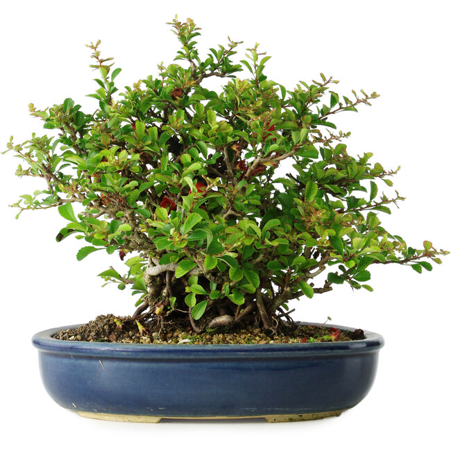 Chaenomeles speciosa, 21 cm, ± 30 years old