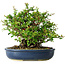 Chaenomeles speciosa, 21 cm, ± 30 anni