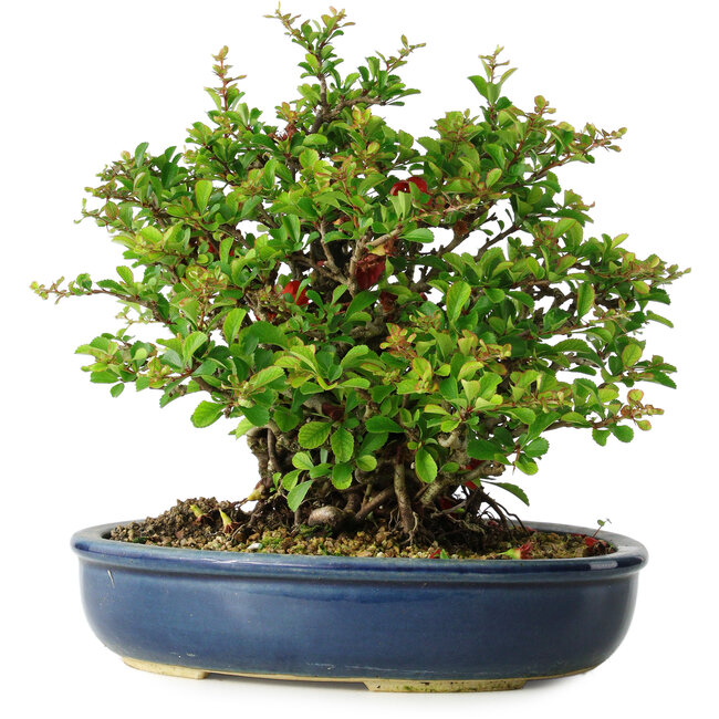 Chaenomeles speciosa, 21 cm, ± 30 años