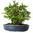 Chaenomeles speciosa, 21 cm, ± 30 años