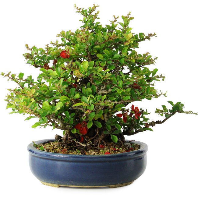 Chaenomeles speciosa, 21 cm, ± 30 años