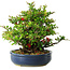 Chaenomeles speciosa, 21 cm, ± 30 años