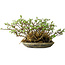 Chaenomeles speciosa, 17 cm, ± 15 Jahre alt