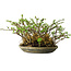 Chaenomeles speciosa, 17 cm, ± 15 Jahre alt