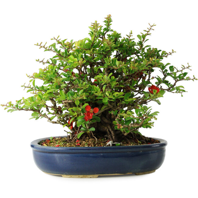 Chaenomeles speciosa, 21 cm, ± 30 Jahre alt