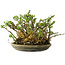 Chaenomeles speciosa, 17 cm, ± 15 Jahre alt