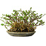 Chaenomeles speciosa, 17 cm, ± 15 Jahre alt