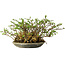Chaenomeles speciosa, 17 cm, ± 15 Jahre alt