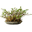 Chaenomeles speciosa, 17 cm, ± 15 Jahre alt