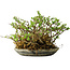 Chaenomeles speciosa, 17 cm, ± 15 Jahre alt