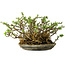 Chaenomeles speciosa, 17 cm, ± 15 Jahre alt