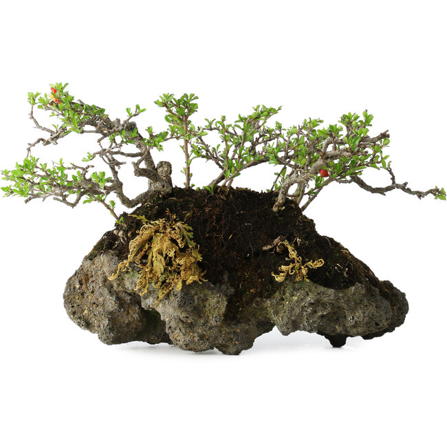 Chaenomeles speciosa, 25 cm, ± 30 years old