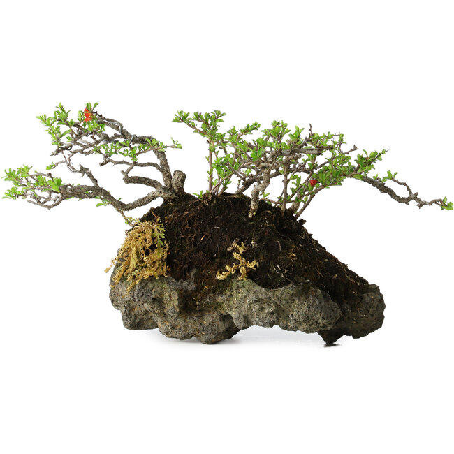 Chaenomeles speciosa, 25 cm, ± 30 years old