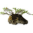 Chaenomeles speciosa, 25 cm, ± 30 Jahre alt
