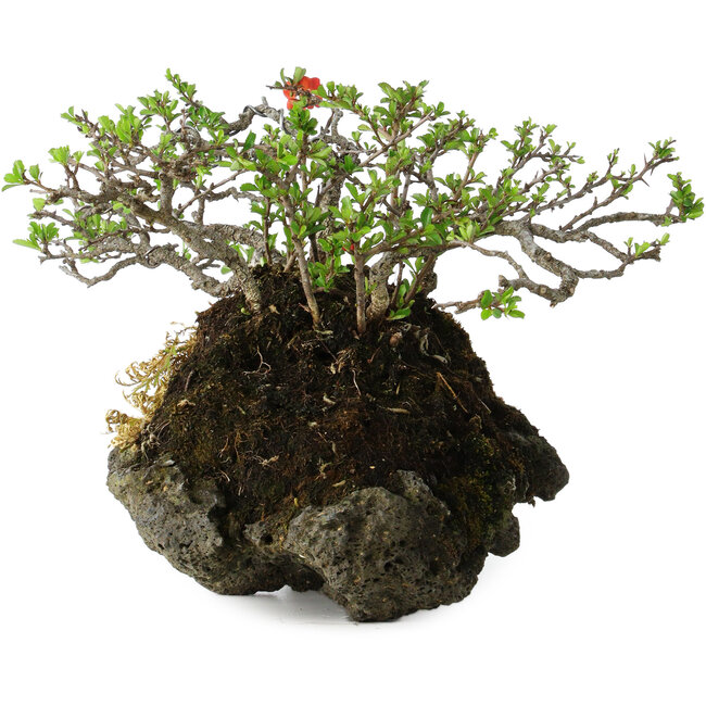 Chaenomeles speciosa, 25 cm, ± 30 jaar oud