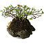 Chaenomeles speciosa, 25 cm, ± 30 años