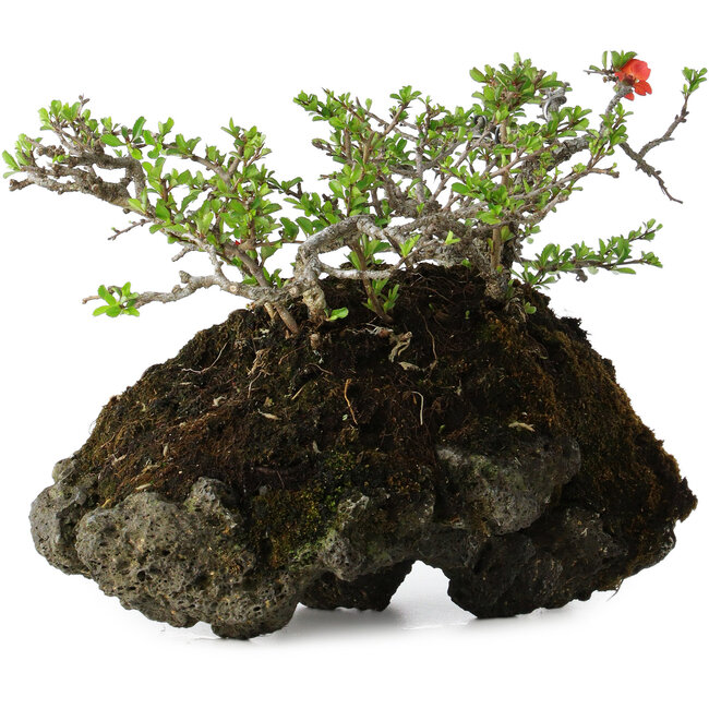 Chaenomeles speciosa, 25 cm, ± 30 years old