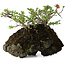 Chaenomeles speciosa, 25 cm, ± 30 años