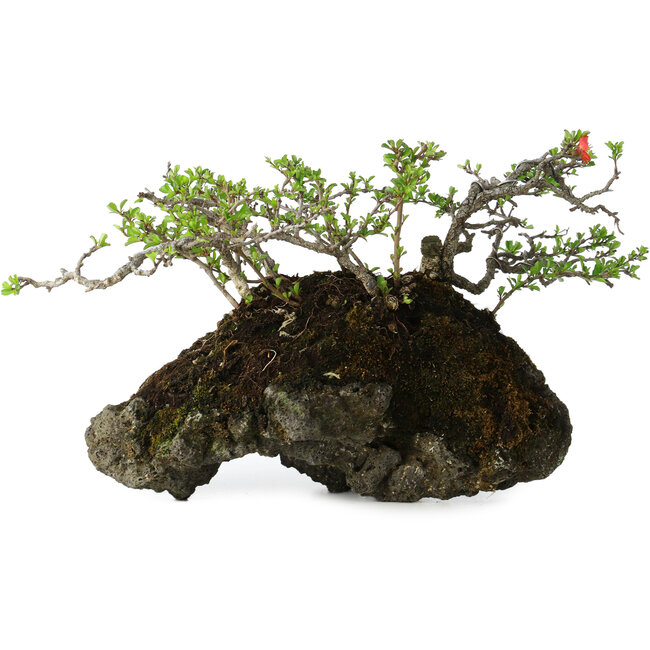 Chaenomeles speciosa, 25 cm, ± 30 Jahre alt