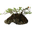 Chaenomeles speciosa, 25 cm, ± 30 años