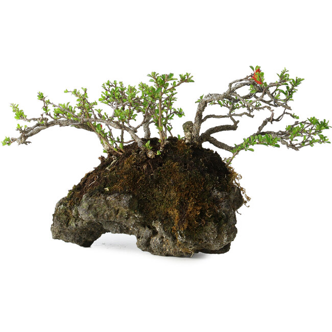 Chaenomeles speciosa, 25 cm, ± 30 Jahre alt