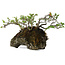 Chaenomeles speciosa, 25 cm, ± 30 Jahre alt