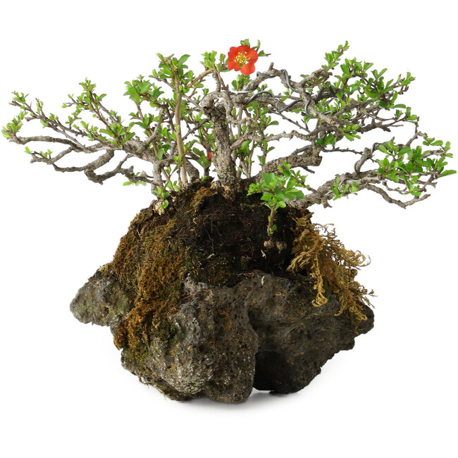 Chaenomeles speciosa, 25 cm, ± 30 Jahre alt