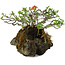 Chaenomeles speciosa, 25 cm, ± 30 años