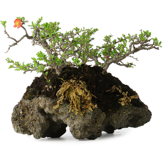 Chaenomeles speciosa, 25 cm, ± 30 jaar oud