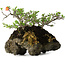 Chaenomeles speciosa, 25 cm, ± 30 anni