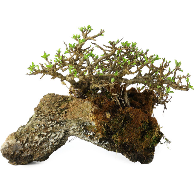 Chaenomeles speciosa, 23 cm, ± 30 Jahre alt