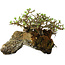 Chaenomeles speciosa, 23 cm, ± 30 Jahre alt