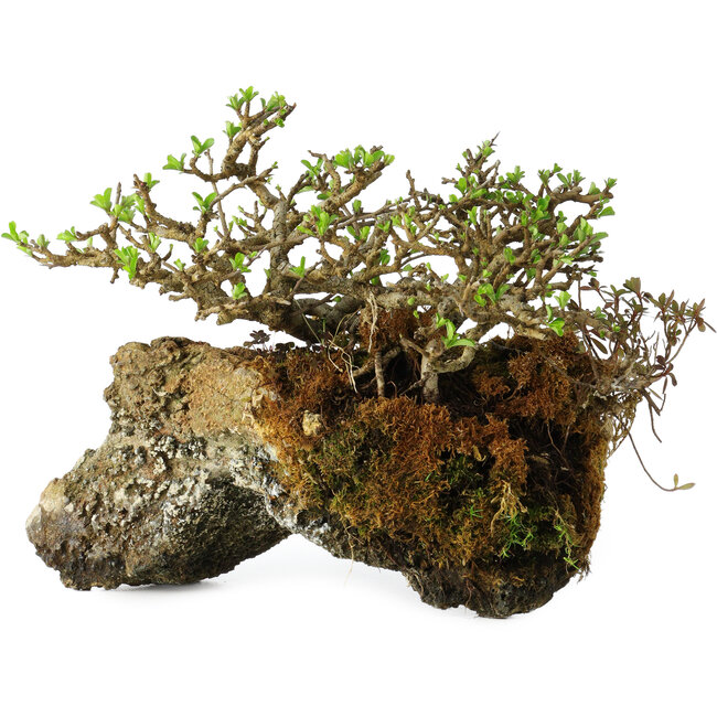 Chaenomeles speciosa, 23 cm, ± 30 años